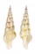TURRIDAE INQUISITOR INTERTINCTUS shell