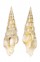 TURRIDAE INQUISITOR INTERTINCTUS shell