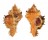 MURICIDAE CHICOREUS LACINIATUS shell