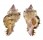 MURICIDAE CHICOREUS LACINIATUS shell