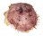SPONDYLIDAE SPONDYLUS VARIANS shell
