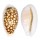 CYPRAEIDAE CYPRAEA CRIBRARIA shell