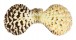 PECTINIDAE SEMIPALLIUM FLAVICANS shell