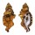 RANELLIDAE CYMATIUM LOTORIUM shell