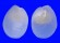 PHILINIDAE PHILINE ANGASI shell