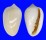 MARGINELLIDAE PRUNUM LEONARDHILLI shell
