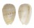 CYSTISCIDAE GIBBERULA PULCHELLA shell