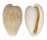 CYPRAEIDAE CYPRAEOVULA CAPENSIS GONUBIENSIS shell