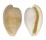 CYPRAEIDAE CYPRAEOVULA CAPENSIS GONUBIENSIS shell