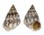 LITTORINIDAE ECHINOLITTORINA AUSTRALIS shell