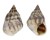 LITTORINIDAE ECHINOLITTORINA AUSTRALIS shell