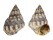 LITTORINIDAE ECHINOLITTORINA AUSTRALIS shell