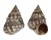 LITTORINIDAE ECHINOLITTORINA AUSTRALIS shell