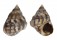 LITTORINIDAE ECHINOLITTORINA AUSTRALIS shell