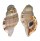 RANELLIDAE CYMATIUM PILEARE shell