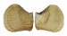 ISOGNOMONIDAE ISOGNOMON PERNA shell