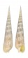 TEREBRIDAE TEREBRA CRENULATA shell