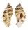 MURICIDAE NAQUETIA CUMINGII shell