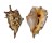 STROMBIDAE LAMBIS LAMBIS shell