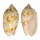 VOLUTIDAE CYMBIOLA VESPERTILIO shell