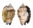 STROMBIDAE STROMBUS PIPUS shell
