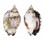 STROMBIDAE STROMBUS PIPUS shell