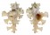 MURICIDAE HOMALOCANTHA ZAMBOI shell