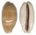 CYPRAEIDAE LYNCINA LEVIATHAN TITAN shell