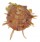 SPONDYLIDAE SPONDYLUS NUX shell