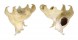 CORALLIOPHILIDAE LATIAXIS MAWAE shell