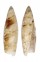 SERAPHSIDAE TEREBELLUM TEREBELLUM shell