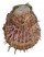 SPONDYLIDAE SPONDYLUS REEVEI shell