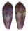 CONIDAE CONUS VIOLA shell