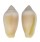 MITRIDAE IMBRICARIA PUNCTATA shell
