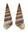 FRESHWATER MELANOIDES DACTYLUS shell