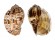 HARPIDAE HARPA MAJOR shell