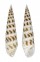 CERITHIIDAE RHINOCLAVIS FASCIATA shell