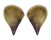PINNIDAE ATRINA cf. VEXILLUM shell