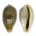 CYPRAEIDAE ERRONEA OVUM shell