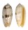 OLIVIDAE OLIVA SERICEA shell