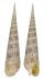TEREBRIDAE TEREBRA CRENULATA shell