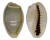 CYPRAEIDAE MONETARIA ANNULUS shell