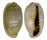 CYPRAEIDAE MONETARIA ANNULUS shell