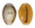 CYPRAEIDAE EROSARIA HELVOLA HELVOLA shell