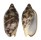VOLUTIDAE CYMBIOLA VESPERTILIO shell