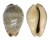 CYPRAEIDAE ERRONEA XANTHODON shell
