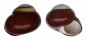 LANDSNAIL HELICOSTYLA ROISSYANA BARTSCHI shell