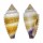 CONIDAE CONUS MURICULATUS shell