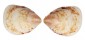 CARDIIDAE LAEVICARDIUM BIRADIATUM shell