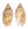 VOLUTIDAE CYMBIOLA VESPERTILIO shell